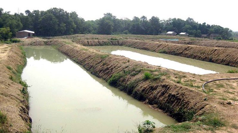 झापामा माछापालन व्यवसाय सङ्कटतर्फ उन्मुख
