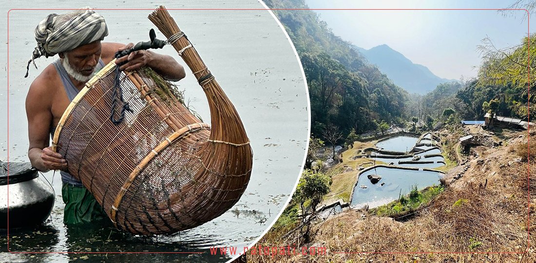   कोशी प्रदेशमा माछाको उत्पादन बढ्यो