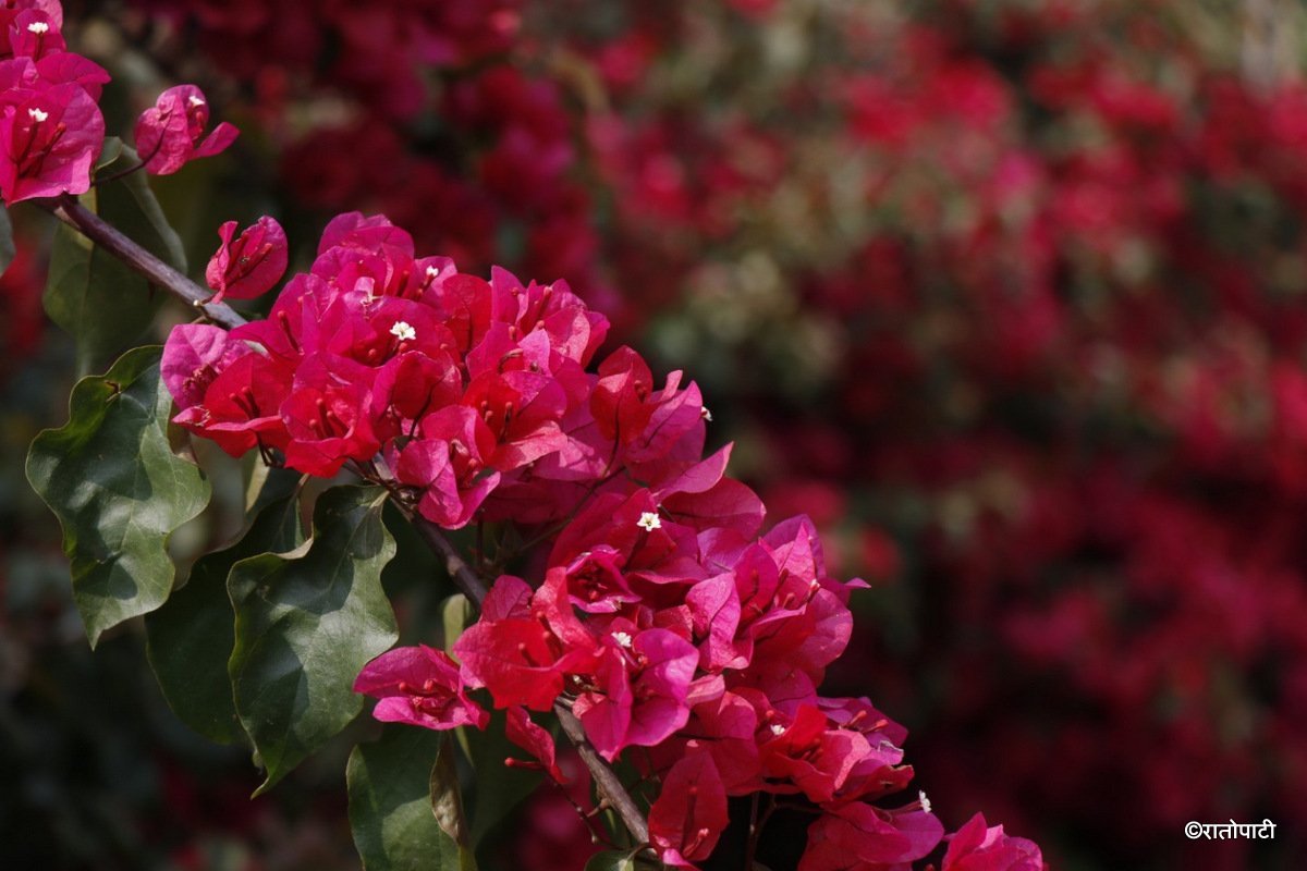 flower (11)