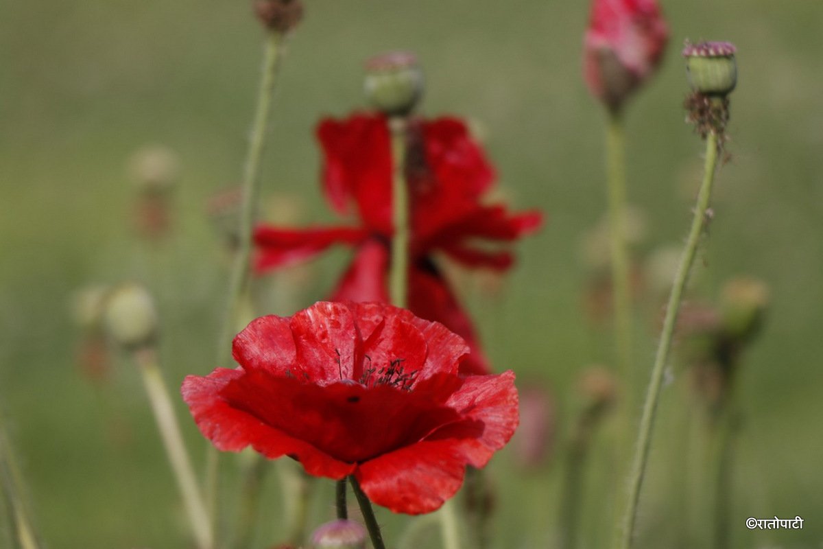 flower (12)