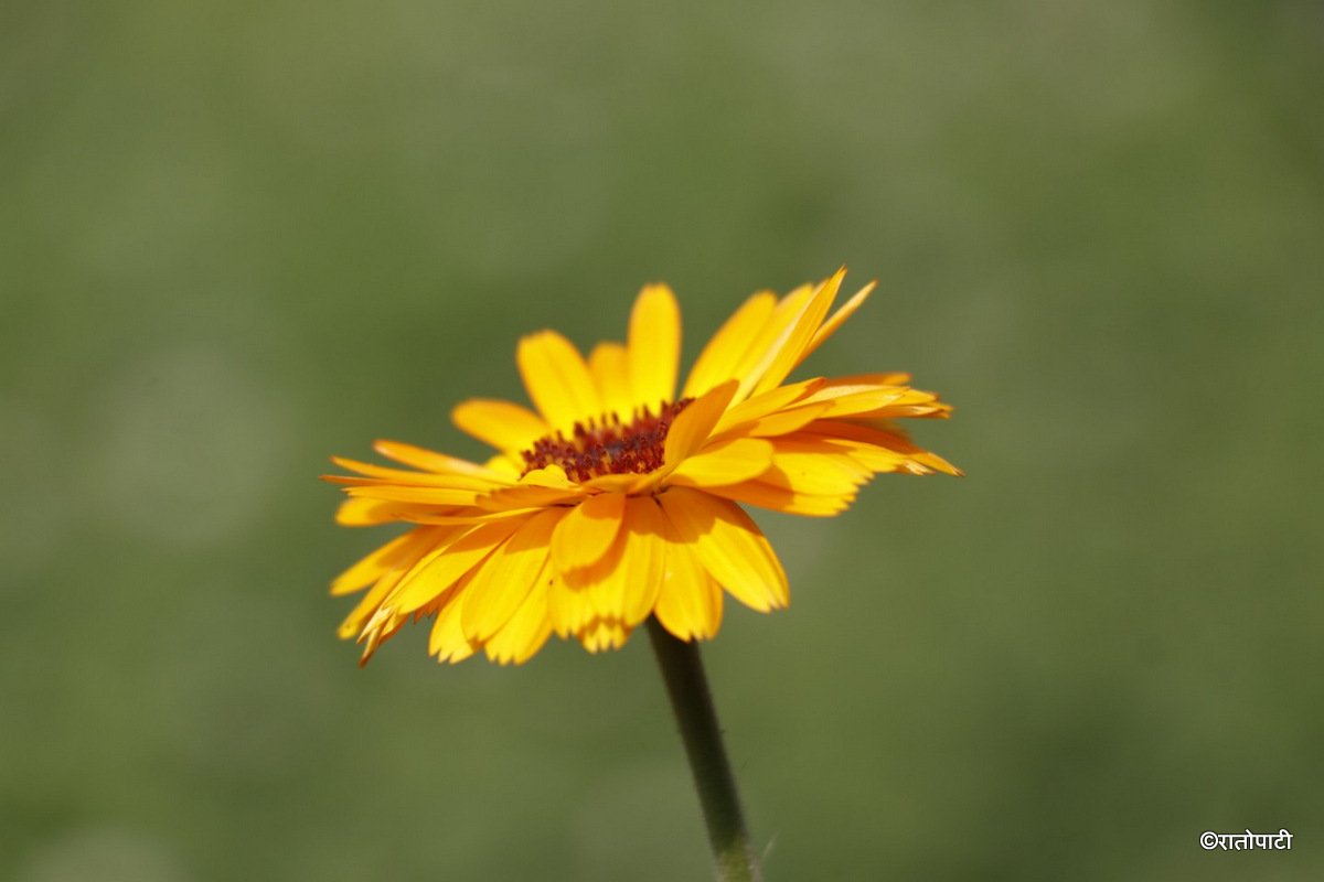 flower (13)