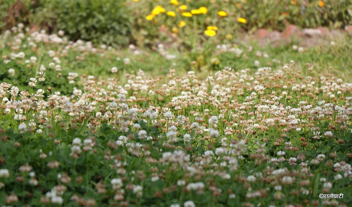 flower (14)