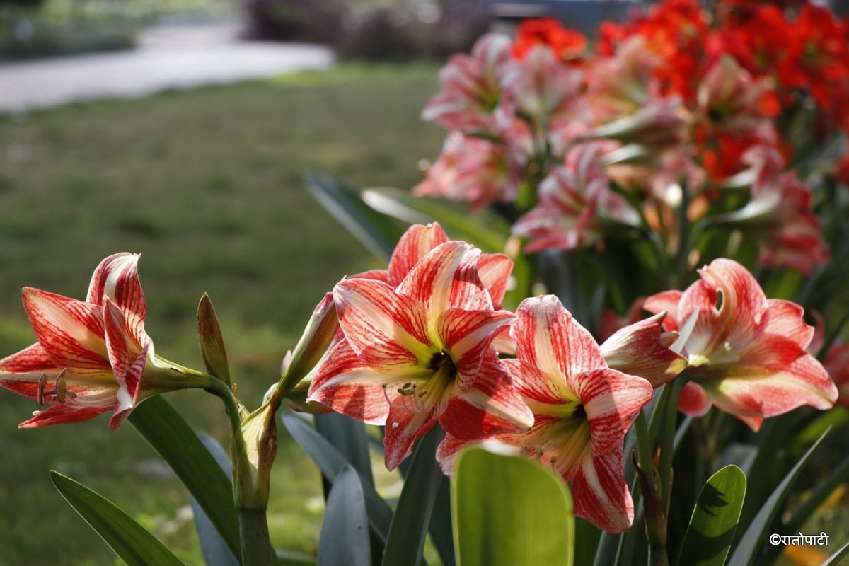 flower (15)