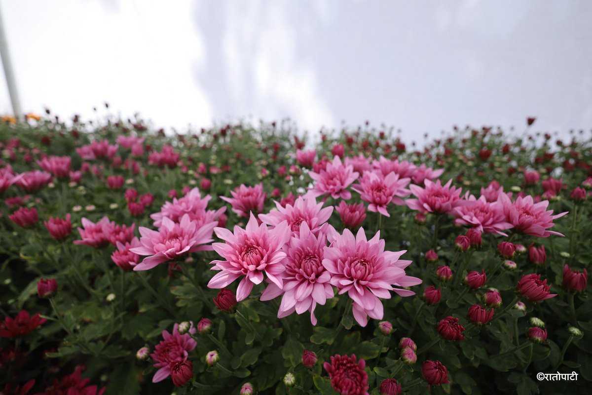 flower (19)