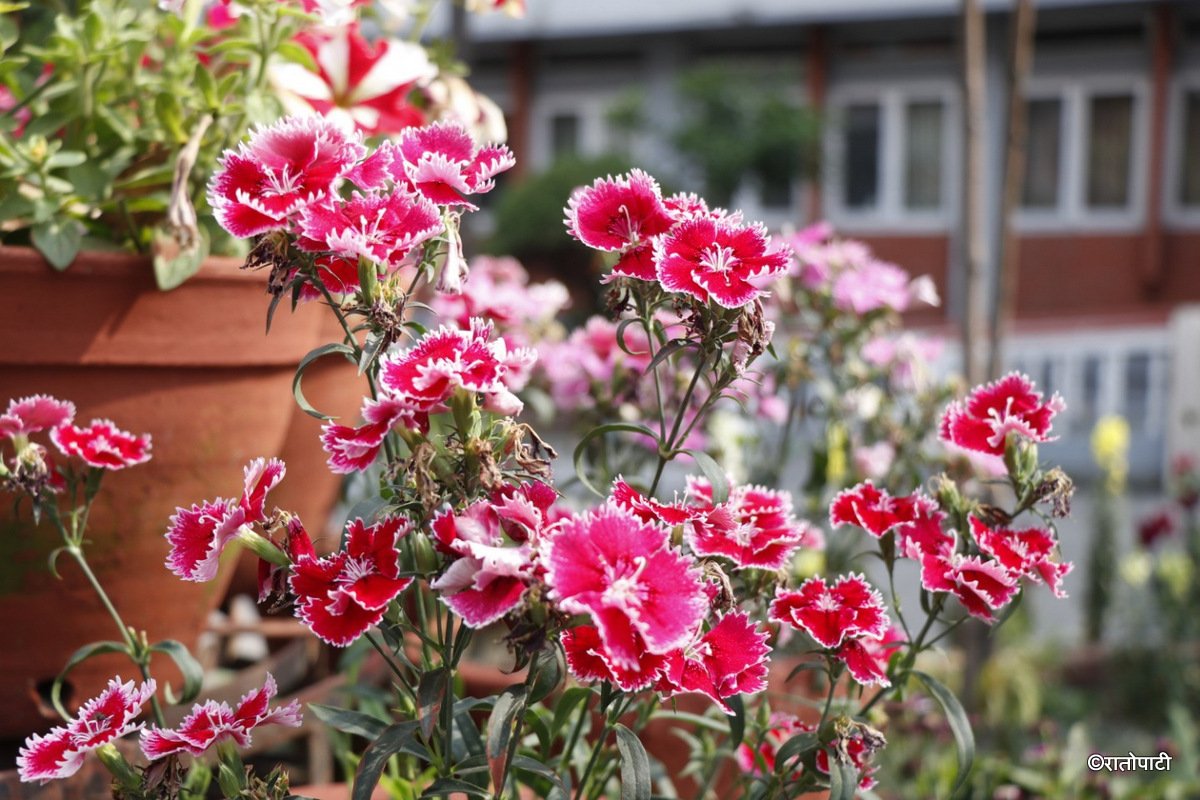 flower (2)