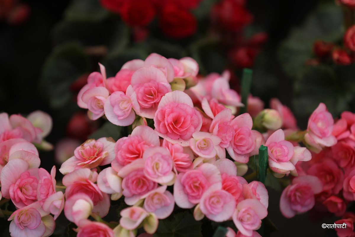 flower (21)