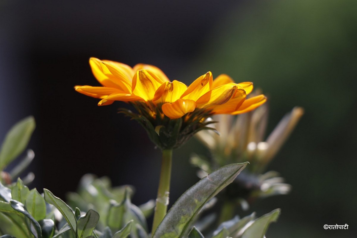 flower (3)