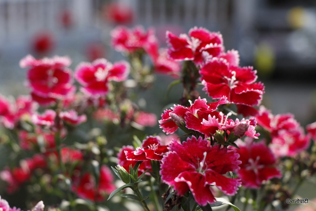 flower (4)