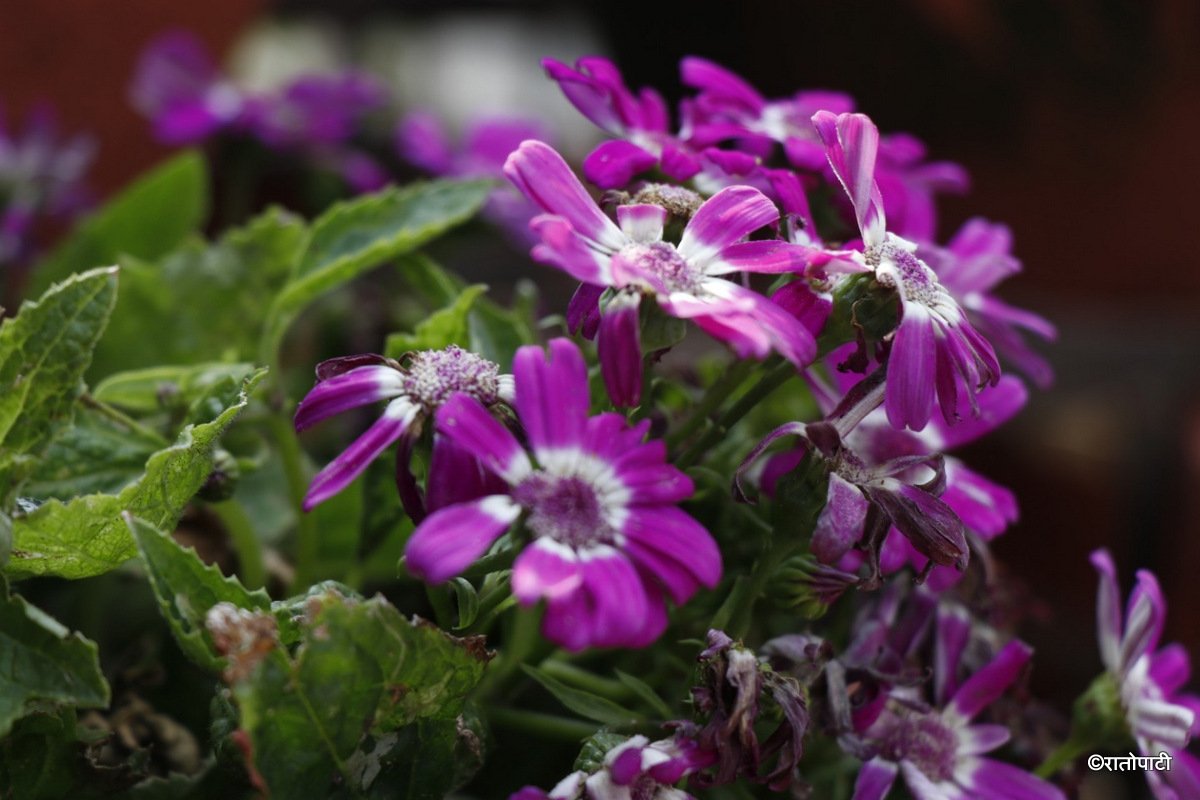 flower (5)