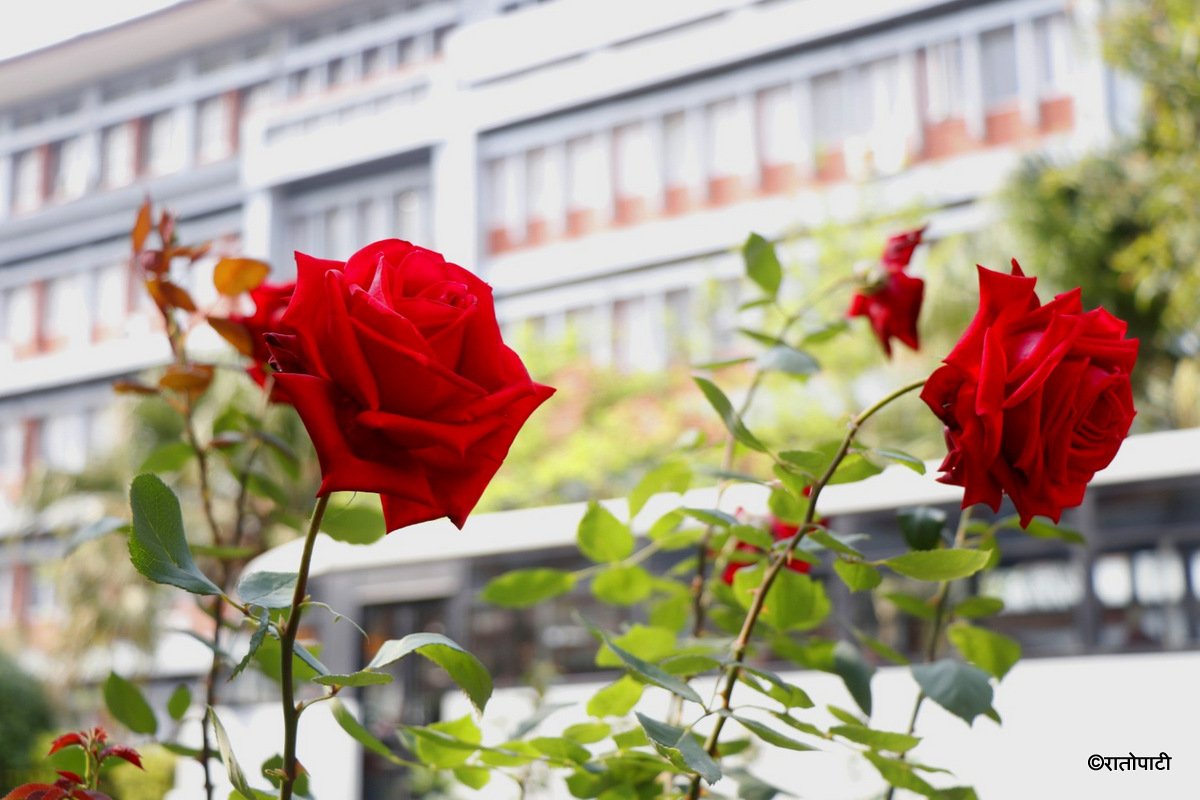 flower (6)