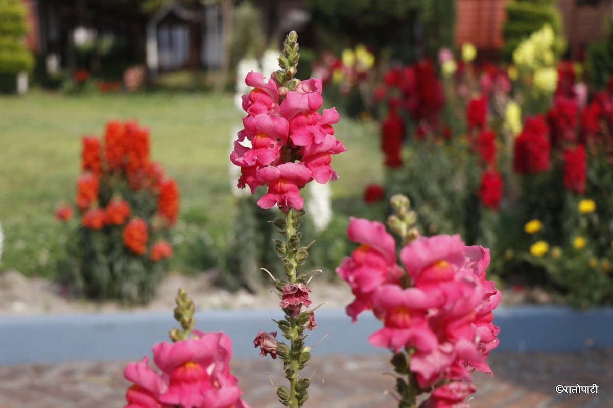 flower (8)