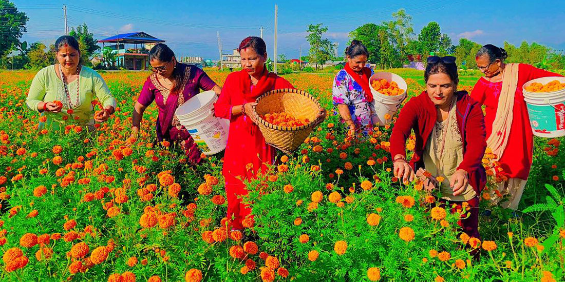 सामूहिक फूल खेतीमा भरतपुरका महिला, बजारीकरणको चिन्ता