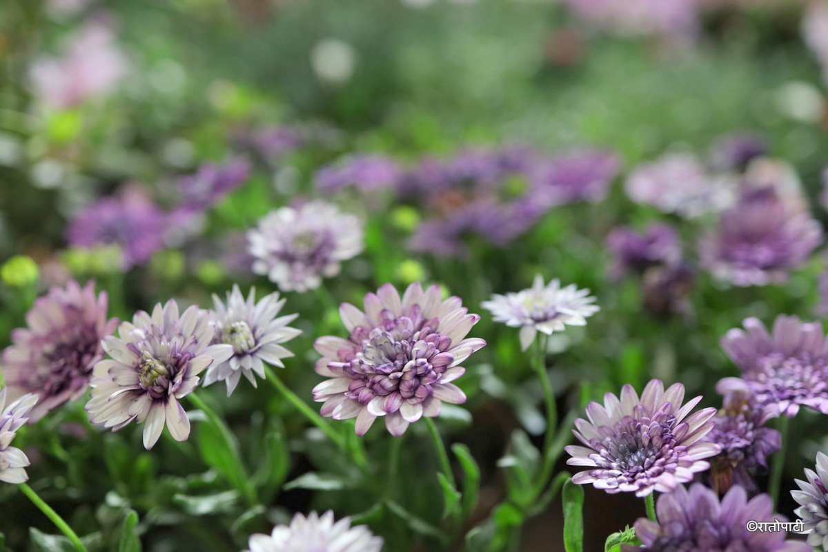 flower expo (11)