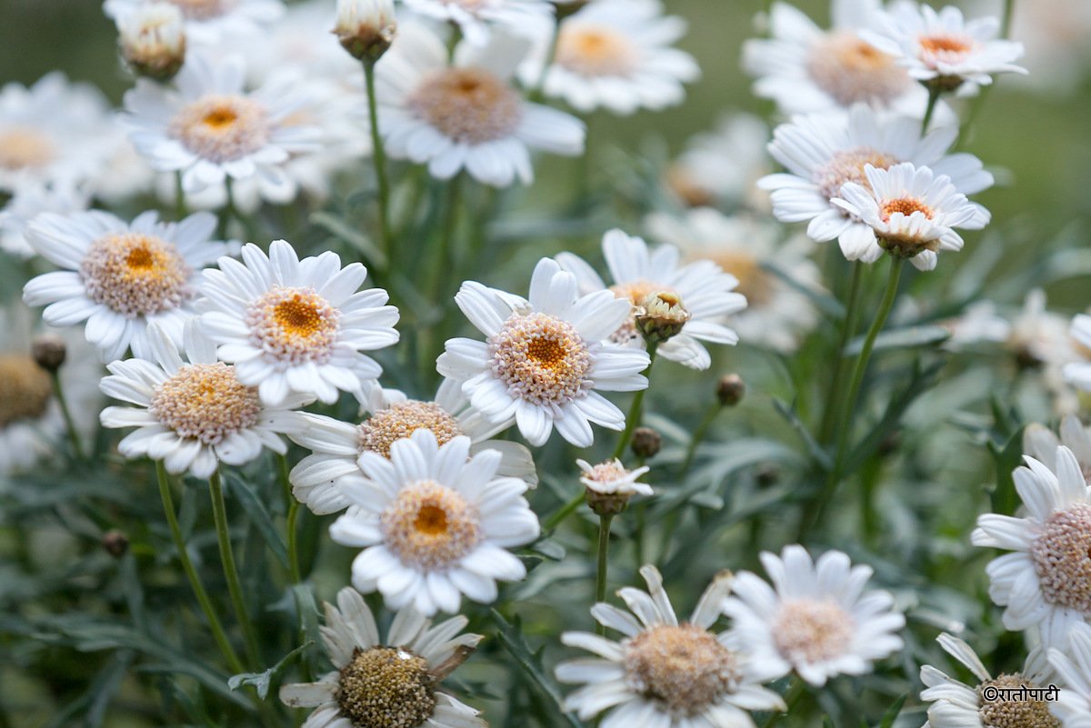 flower expo (21)