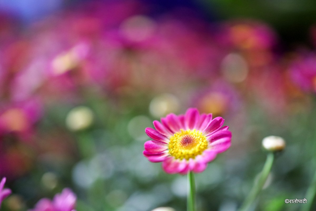 flower expo (8)