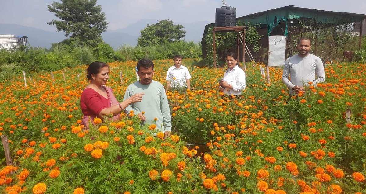   लुम्बिनीमा तिहारलाई फूल : उत्पादन बढ्दा उत्साहित किसान