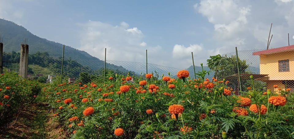 flower2