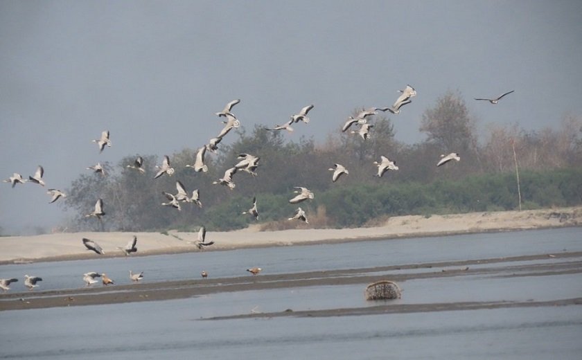 flying-bird