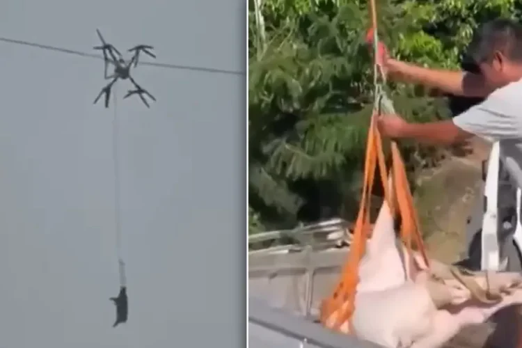 ड्रोनबाट सुँगुर ओसार्ने किसानको अनौठो जुक्ति : बिजुलीको तारमा अड्किएपछि गाउँ नै अन्धकार