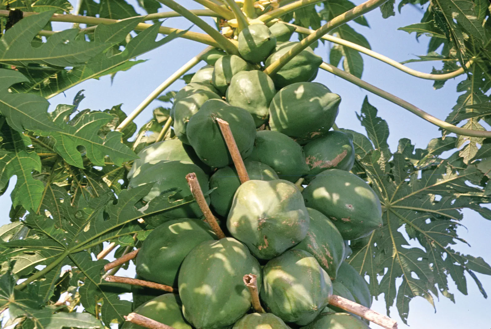 fruit-papaya