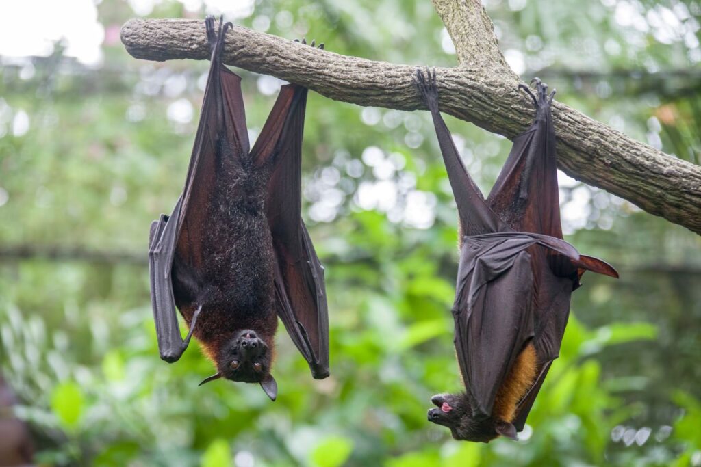 fruit_bats-1024x683