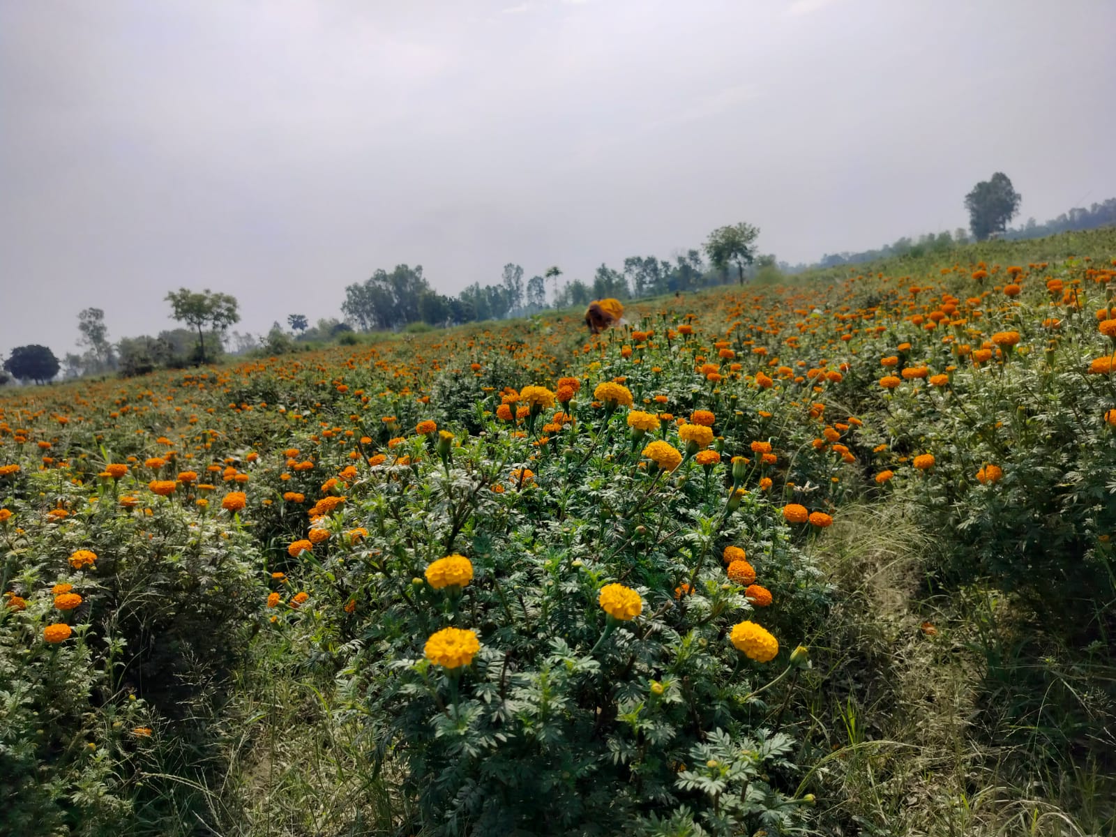 ful kheti (2)