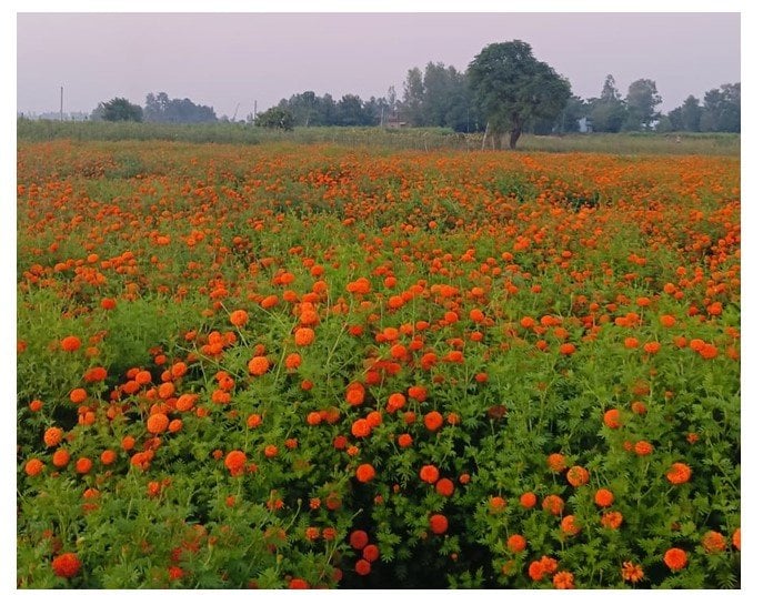 बाँकेमा व्यावसायिक फूलखेती फस्टाउँदै