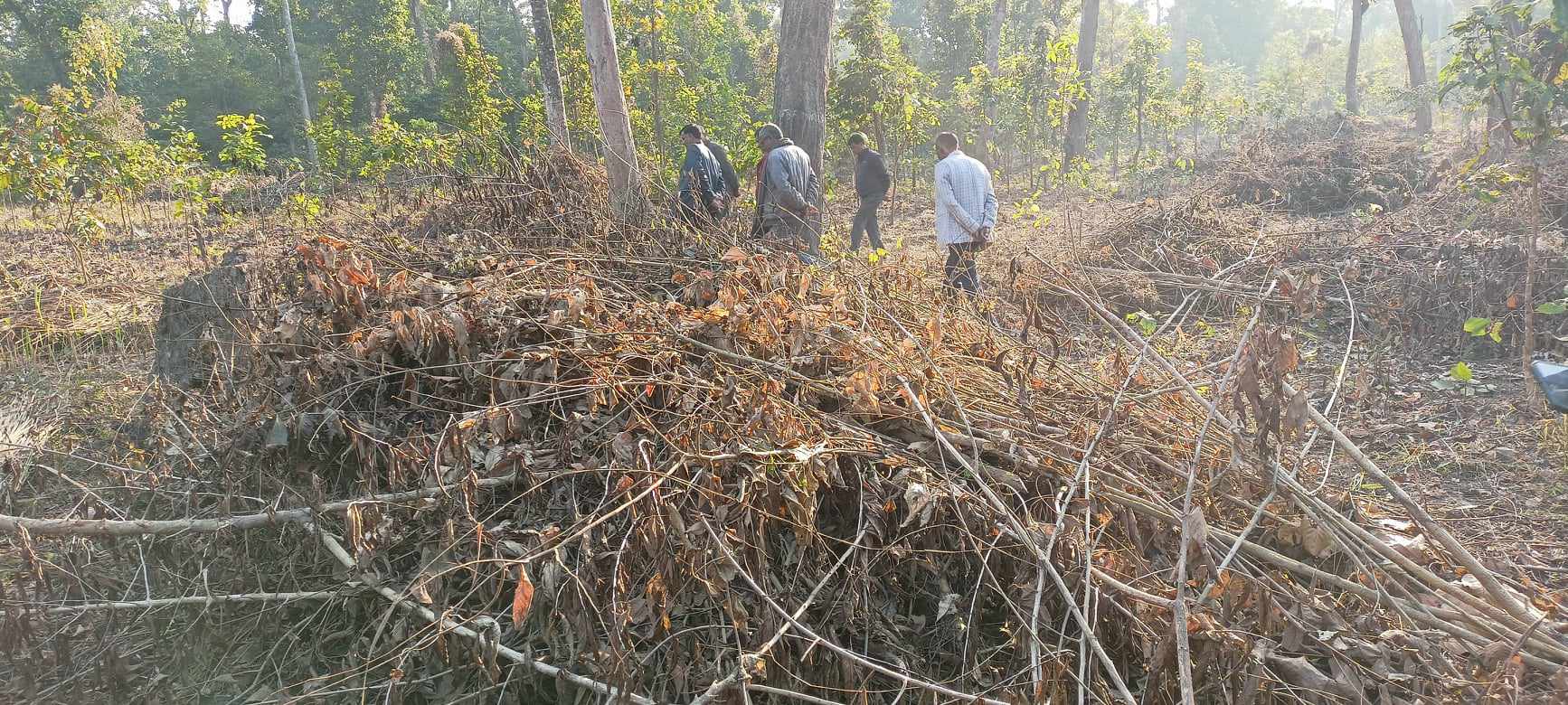 सालको रुख पुनरुत्पादन गर्न वनमा झाडी सफाइ