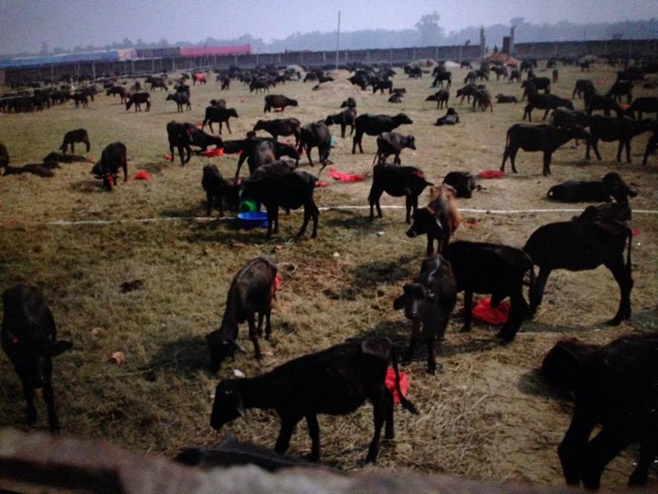 Gadhimai 2