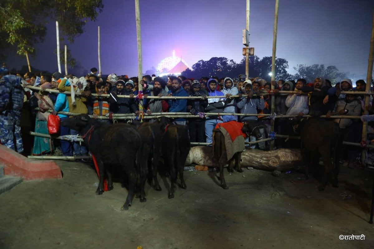 gadhimai mela (1)