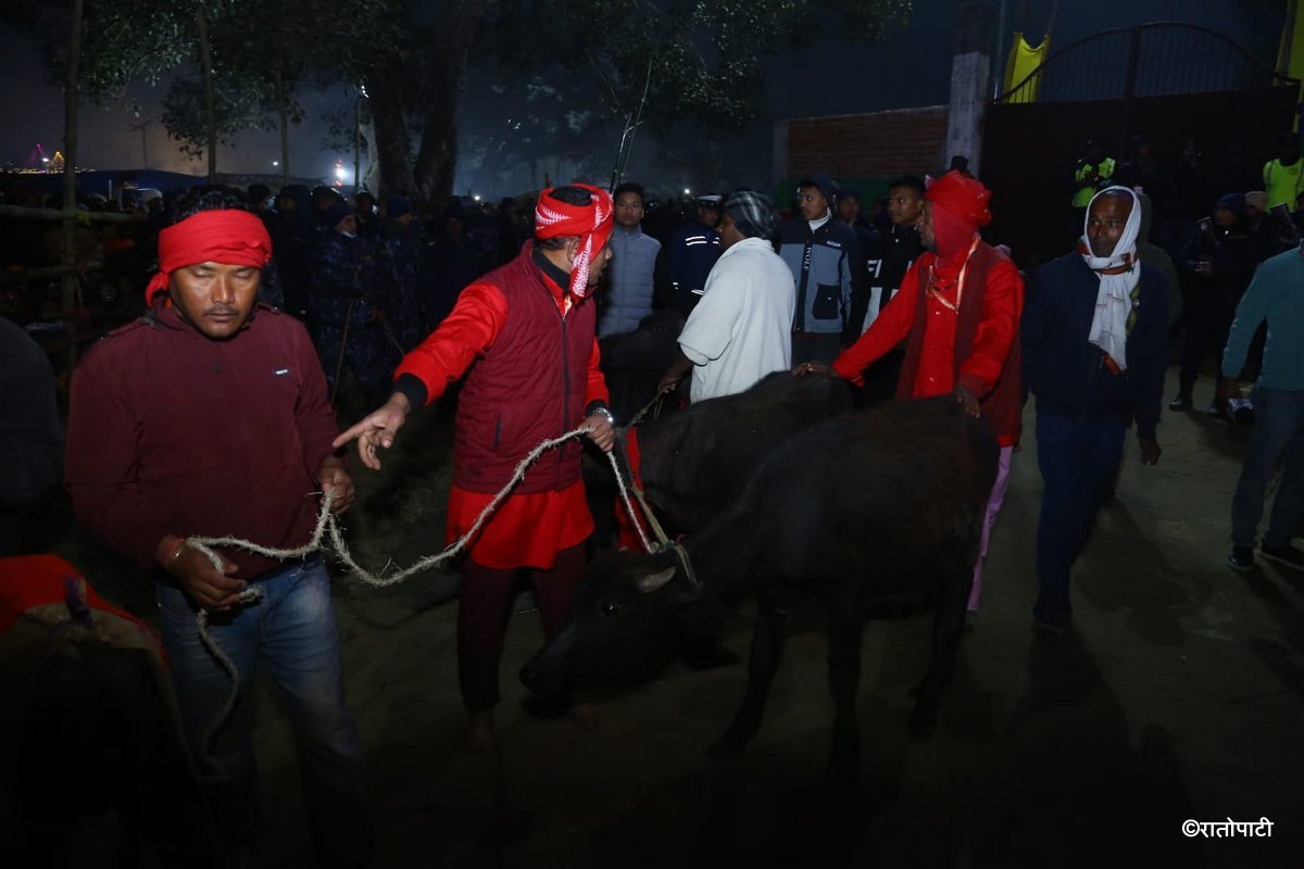 gadhimai mela (10)