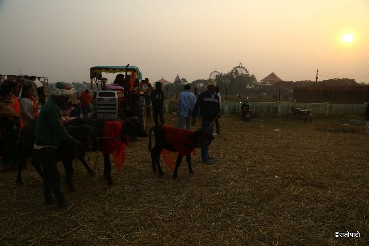 gadhimai mela (16)