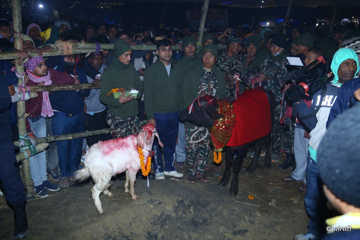 gadhimai mela (8)