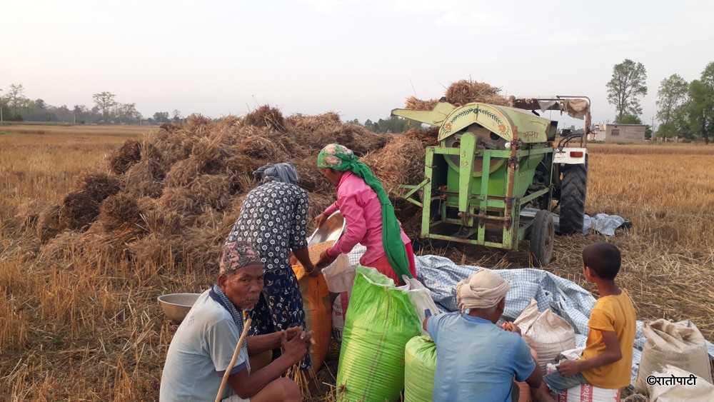 किसानले गहुँ भित्र्याएसँगै व्यापारीले घटाए मूल्य