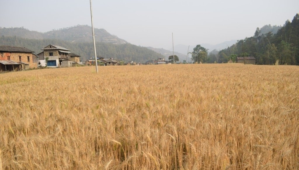 बेमौसमी वर्षाले गहुँबालीमा क्षति