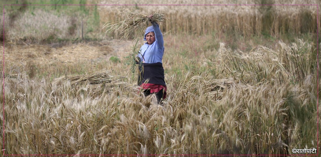 गहुँ भित्र्याउन व्यस्त किसान (तस्बिरहरू)