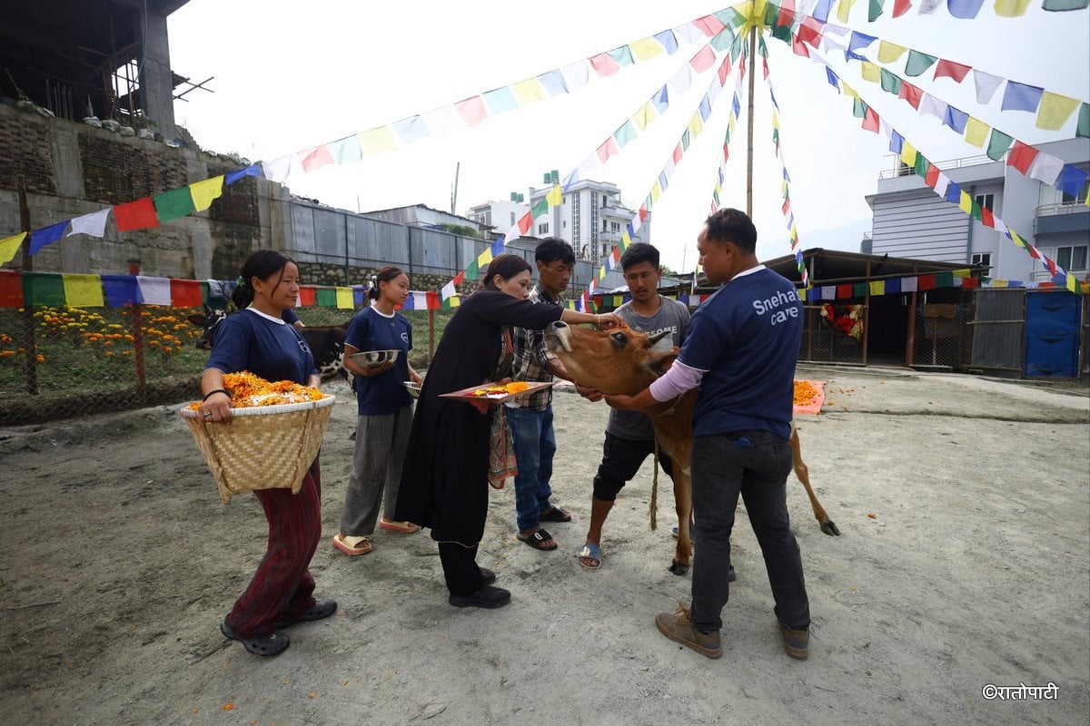 gai goru puja (1)