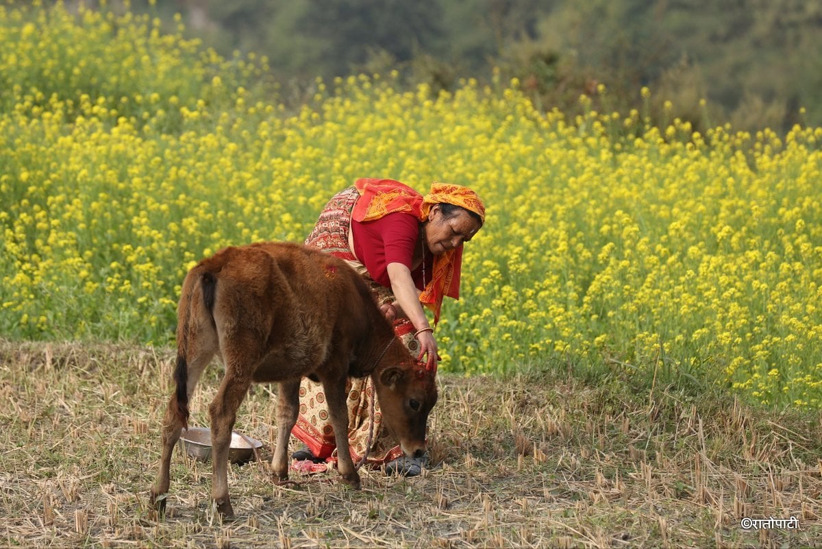 gai goru puja (15)