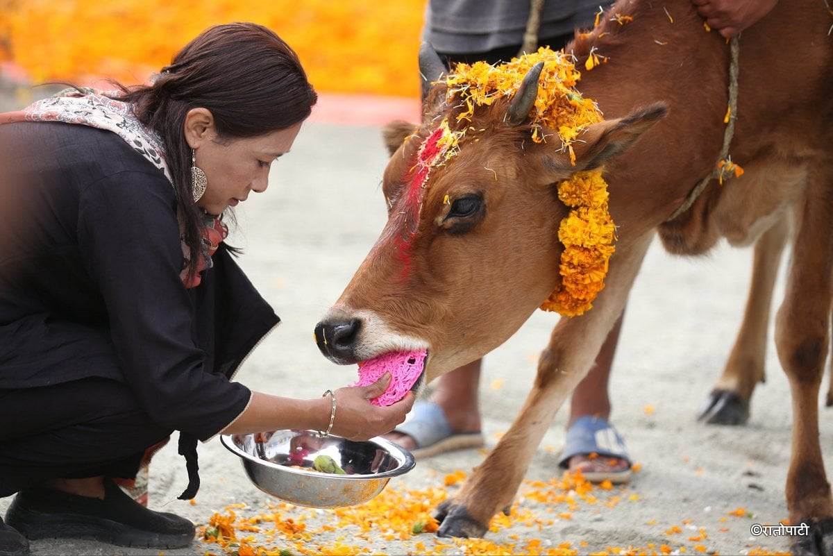 gai goru puja (16)