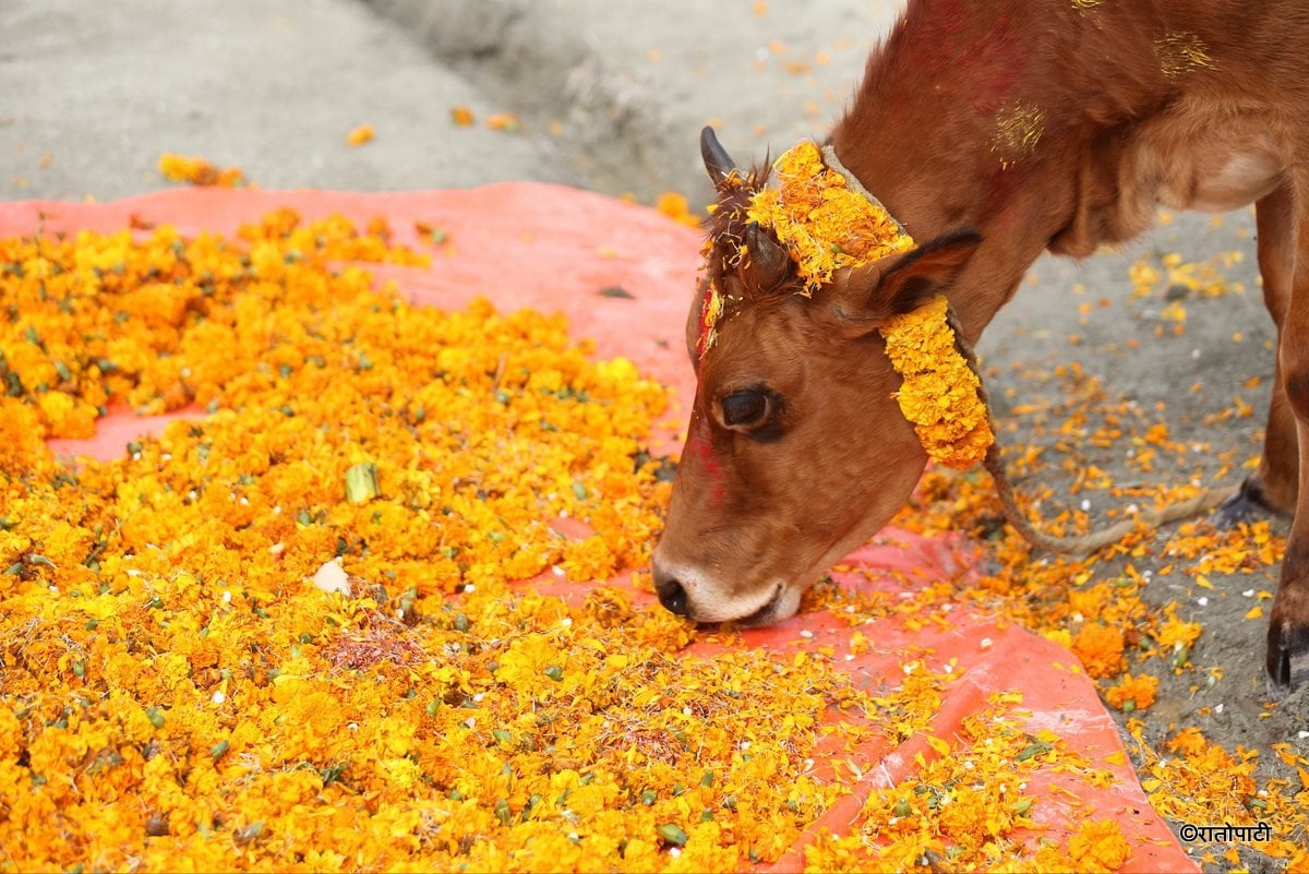 gai goru puja (17)