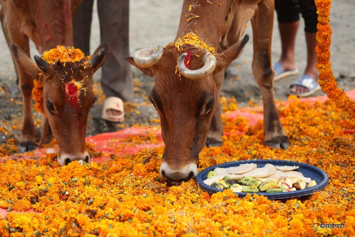 gai goru puja (18)