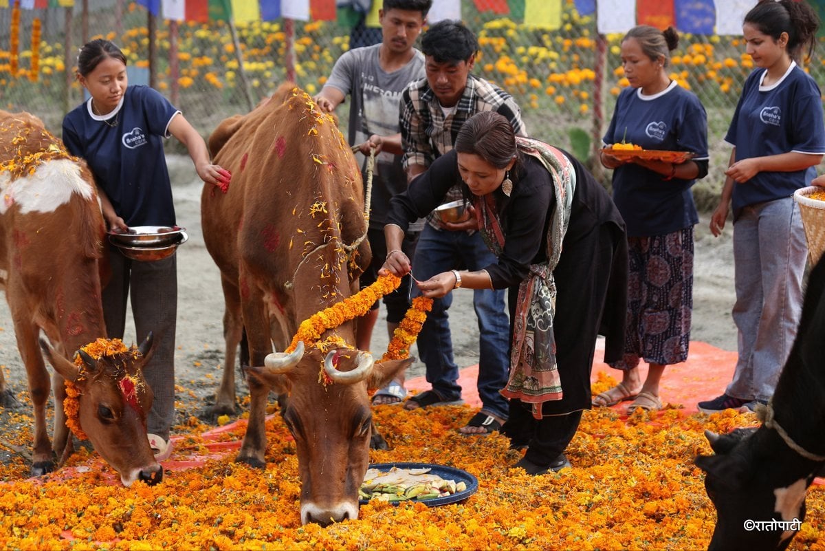 gai goru puja (19)