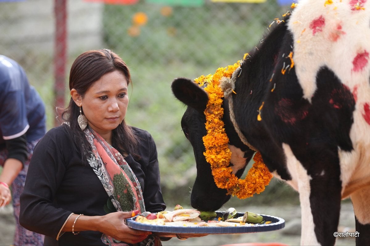 gai goru puja (20)