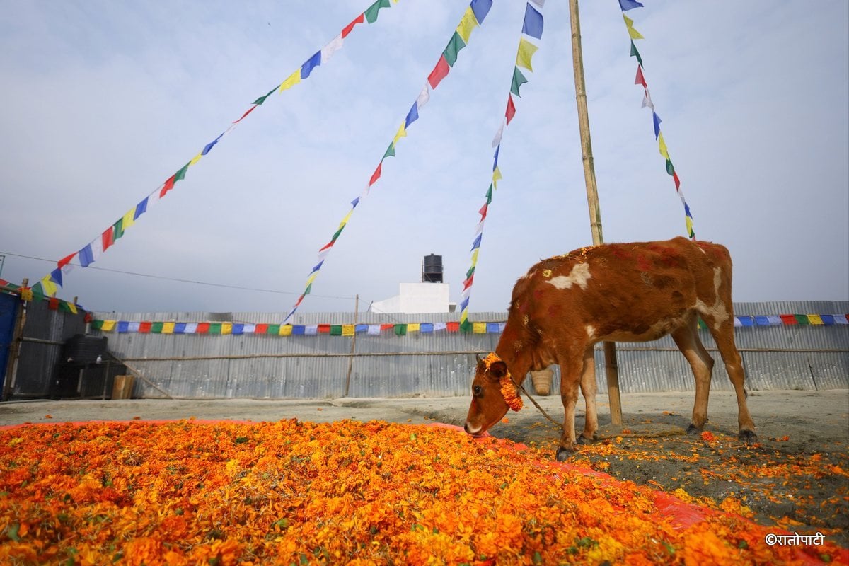 gai goru puja (3)