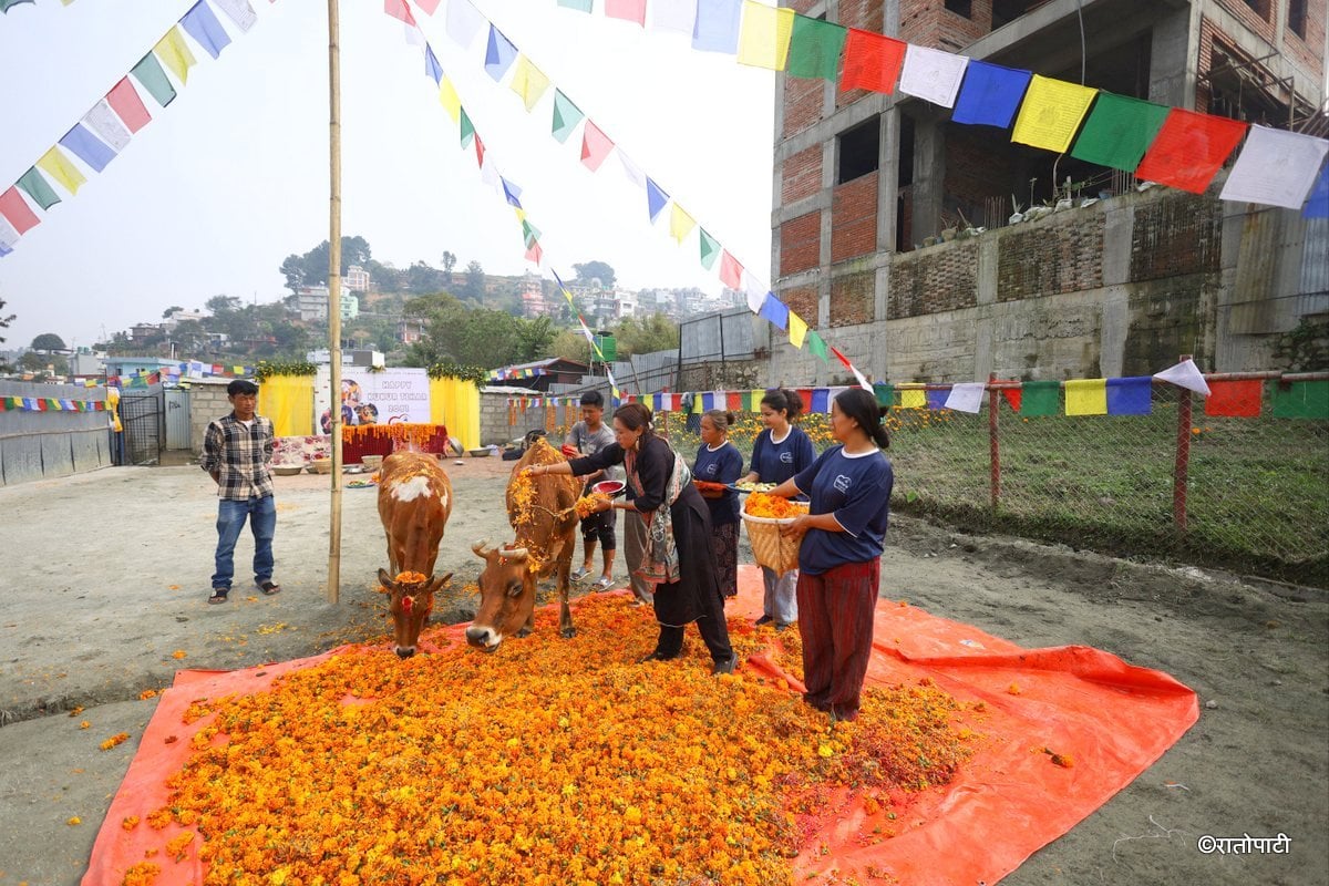 gai goru puja (4)