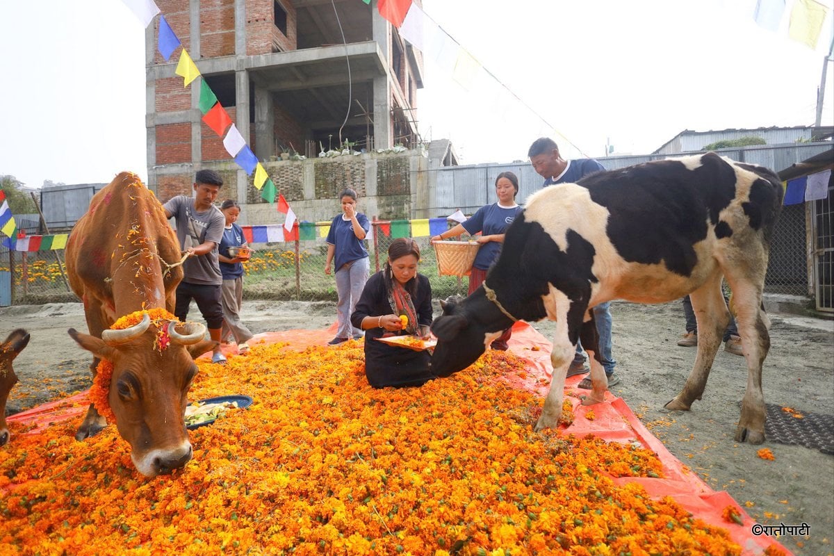 gai goru puja (5)