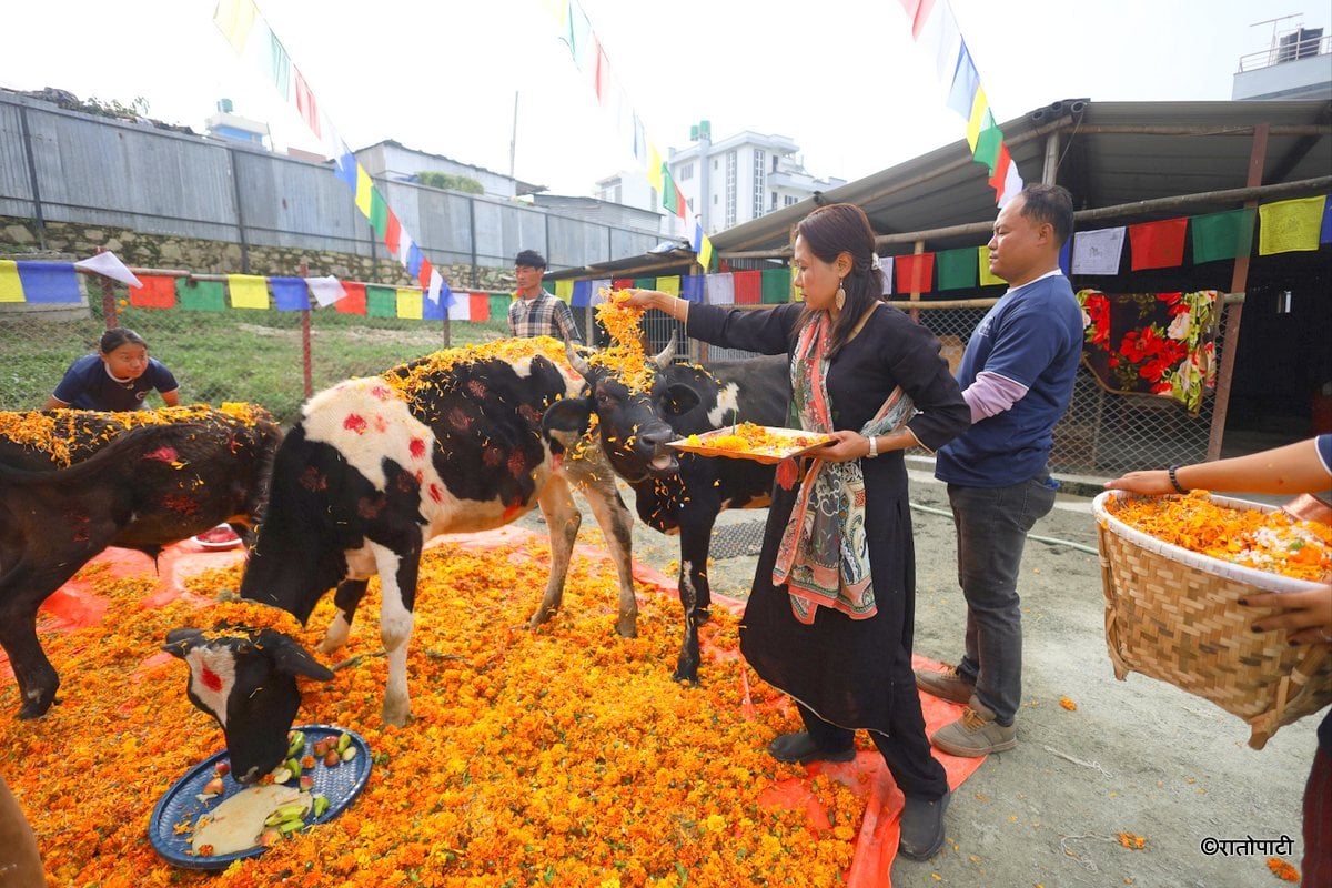 gai goru puja (6)