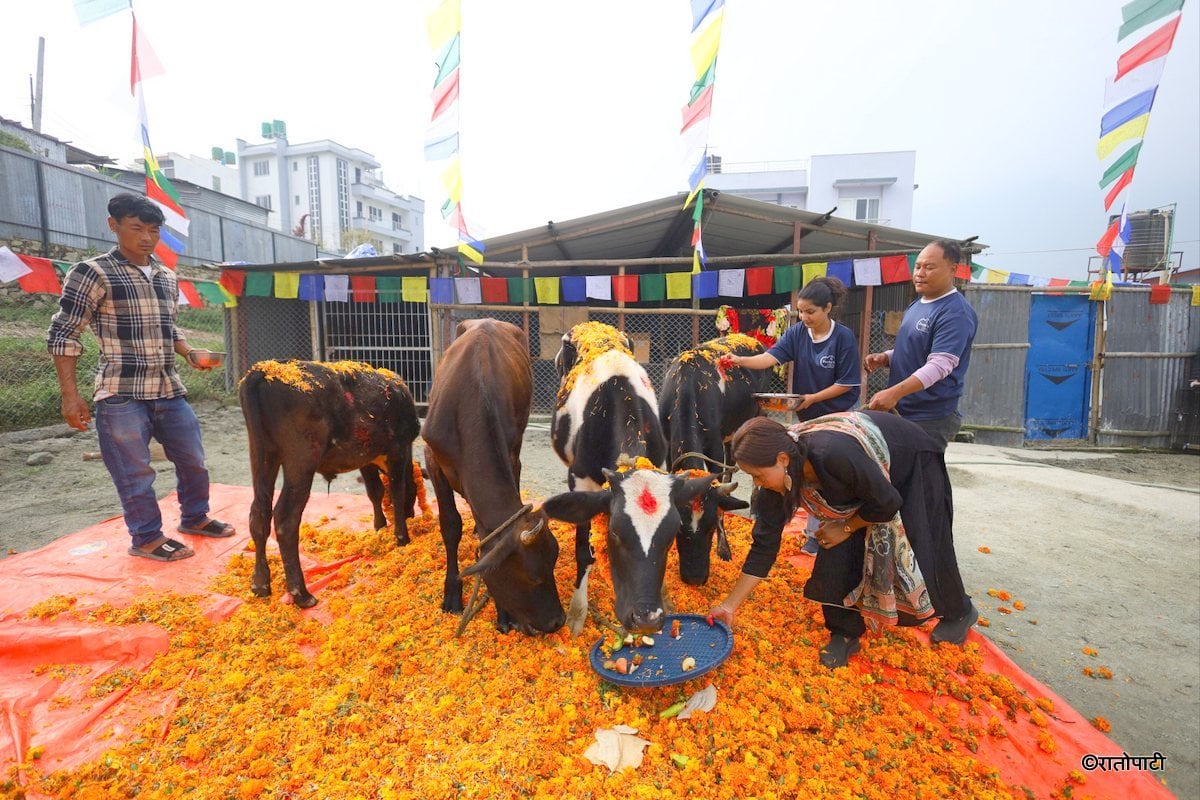 gai goru puja (7)