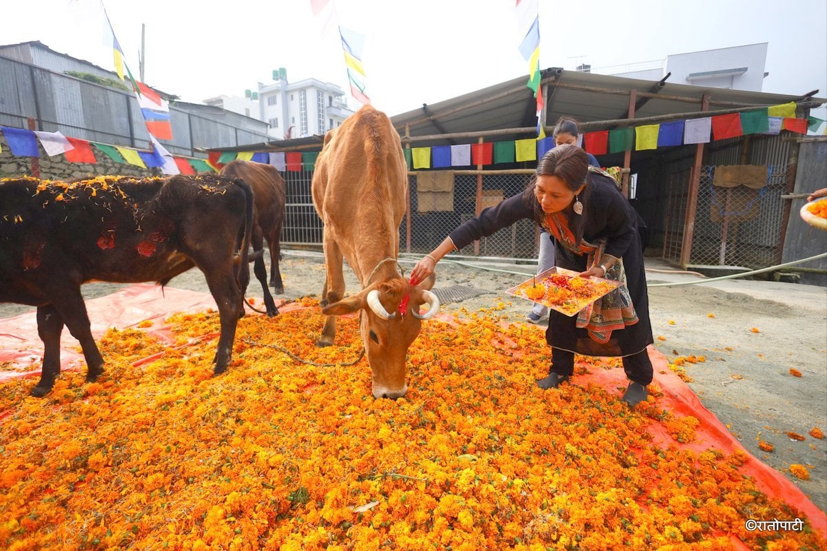 gai goru puja (8)