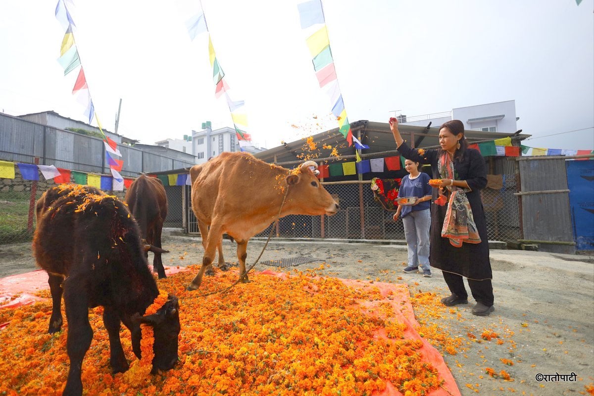 gai goru puja (9)